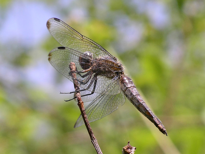 Libellula fulva?